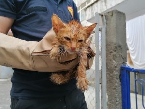  Otomobilin motor kısmına sıkışan kediyi itfaiye kurtardı