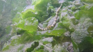  İzmit Körfezi’nin dibinde ürperten görüntüler