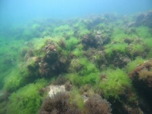 Marmara Denizi salyasıyla kaplandı, rotalar Karadeniz'e çevrildi