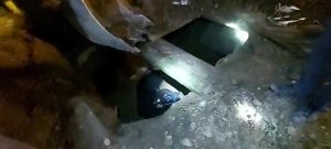 Lağım çukuruna düşen tosun, kepçe yardımıyla kurtarıldı