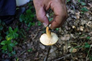  Bu mantara paha biçilemiyor