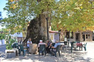 Bin 231 yıllık anıt çınar, bunaltıcı havalarda köylünün kliması oldu