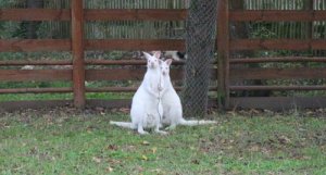 Ormanya'da  dünyaya gelen minik kanguru kesesinden çıktı