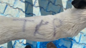 Köpeğin sırtına yazdıkları şaşkına çevirdi