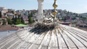 Yıllardır aynı camiye yuva yapan leylek ailesi