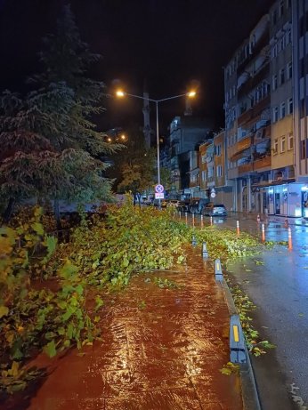 Kocaeli'de fırtınaya dayanamayan ağaçlar devrildi