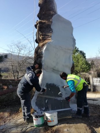Büyükşehir’den 100 yıllık çınara tedavi