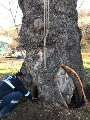 Büyükşehir’den 100 yıllık çınara tedavi