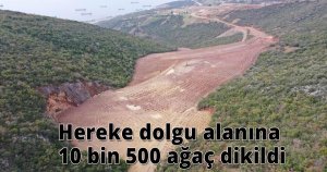 Hereke dolgu alanına 10 bin 500 ağaç dikildi