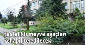 Hastalıklı meyve ağaçları rehabilite edilecek 