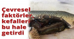 Çevresel faktörler, kefalleri bu hale getirdi