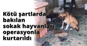 Kötü şartlarda bakılan sokak hayvanları operasyonla kurtarıldı