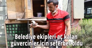 Belediye ekipleri aç kalan güvercinler için seferber oldu