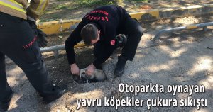 Otoparkta oynayan yavru köpekler çukura sıkıştı