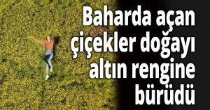 Baharda açan çiçekler doğayı altın rengine bürüdü