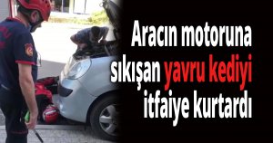 Aracın motoruna sıkışan yavru kediyi itfaiye kurtardı