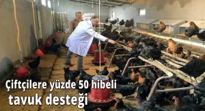 Çiftçilere yüzde 50 hibeli tavuk desteği