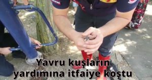 Yavru kuşların yardımına itfaiye koştu