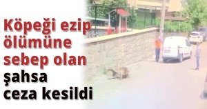 Köpeği ezip ölümüne sebep olan şahsa ceza kesildi