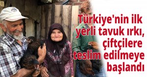 Türkiye'nin ilk yerli tavuk ırkı, çiftçilere teslim edilmeye başlandı