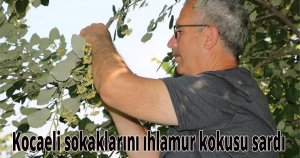  Kocaeli sokaklarını ıhlamur kokusu sardı