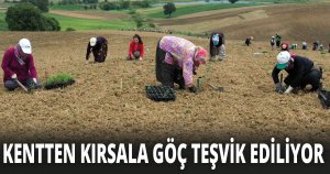 Büyükşehir 2,5 milyon biberiye fidesini toprakla buluşturdu