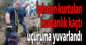 İpinden kurtulan kurbanlık kaçtı