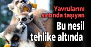 Yavrularını sırtında taşıyan bu nesil tehlike altında
