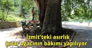     İzmit’teki asırlık Çınar ağacının bakımı yapılıyor