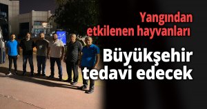 Yangından etkilenen hayvanları Büyükşehir tedavi edecek