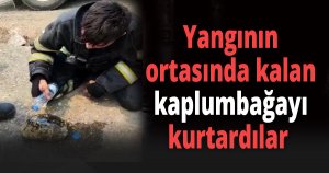 Yangının ortasında kalan kaplumbağayı kurtardılar
