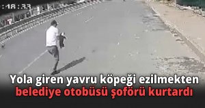 Yola giren yavru köpeği ezilmekten belediye otobüsü şoförü kurtardı