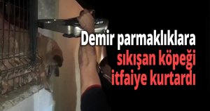 Demir parmaklıklara sıkışan köpeği itfaiye kurtardı