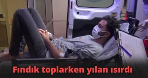 Fındık toplarken yılan ısırdı 