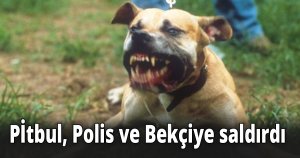 POLİS VE BEKÇİYE PİTBUL SALDIRDI