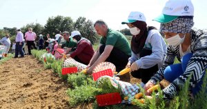 Kocaeli'de biberiye hasadı sürüyor