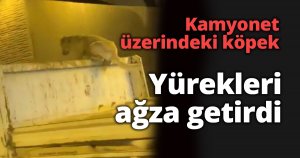 Kamyonet üzerindeki köpek yürekleri ağza getirdi