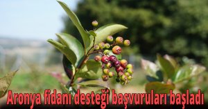 Aronya fidanı desteği başvuruları başladı