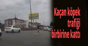  Kaçan köpek, trafiği birbirine kattı