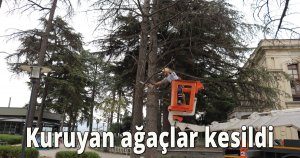 İzmit Belediyesi tehlike arz eden ağaçlar için önlem alıyor