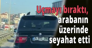 Uçmayı bıraktı, arabanın üzerinde seyahat etti