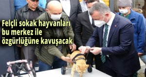 Felçli sokak hayvanları bu merkez ile özgürlüğüne kavuşacak