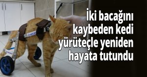 İki bacağını kaybeden kedi, yürüteçle yeniden hayata tutundu
