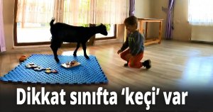 Dikkat sınıfta ‘keçi’ var
