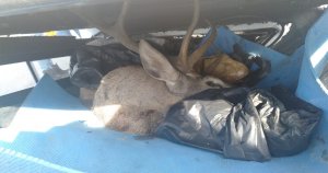 Bagajda avlanması yasak geyik bulundu