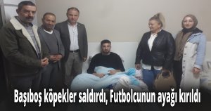 Başıboş köpekler saldırdı