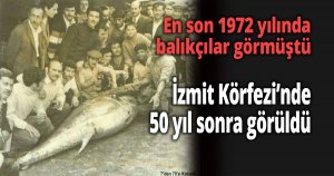  İzmit Körfezi’nde 50 yıl sonra görüldü