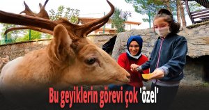 Geyikler ile özel çocukların kurduğu iletişime eğitimciler bile şaştı kaldı