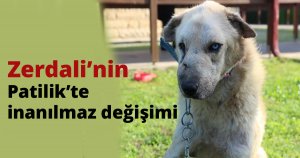 Zerdali’nin Patilik’te inanılmaz değişimi