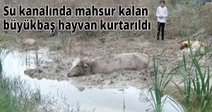 Su kanalında mahsur kalan büyükbaş hayvan kurtarıldı